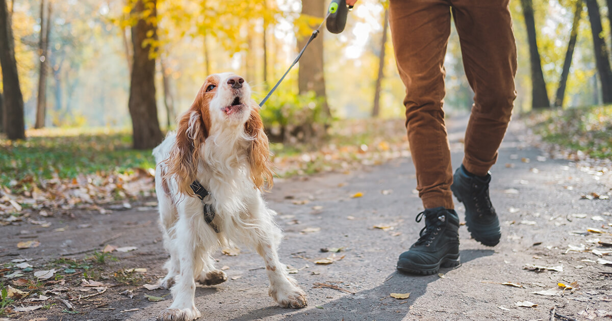 Does Your Dog Bark and Growl at Strangers? 5 Reasons Why